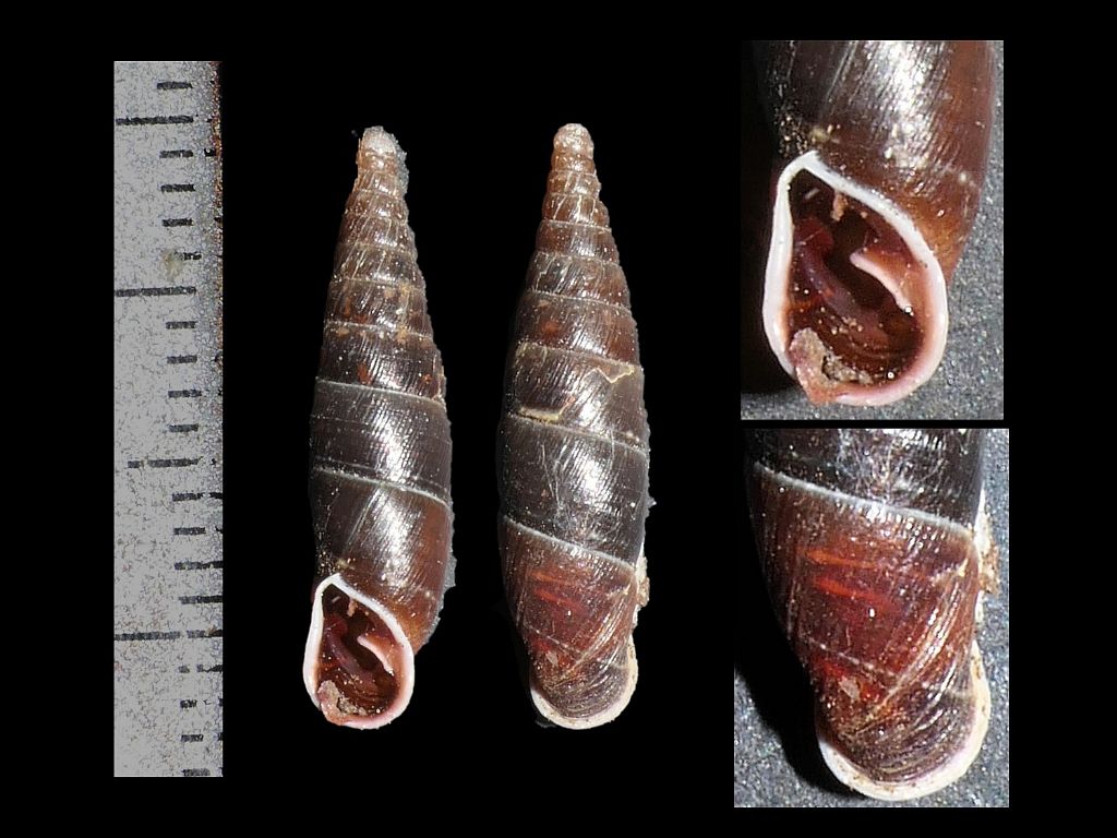 Clausiliidae dai Simbruini 5